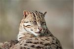 Portrait of a fishing cat (Prionailurus viverrinus) in spring, Bavaria, Germany