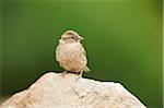 Close-up of a house sparrow (Passer domesticus) sitting on a rock in spring, Bavaria, Germany