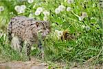 Close-up of a fishing cat (Prionailurus viverrinus) in spring, Bavaria, Germany