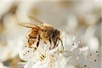 Close-up of a European honey bee (Apis mellifera) on a Blackthorn flower (Prunus spinosa) in spring, Bavaria, Germany