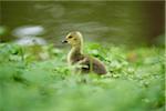 Close-up of a Canada goose (Branta canadensis) chick on a meadow in spring, Bavaria, Germany