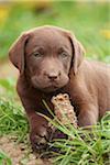 Close-up of Brown Labrador Retriever Puppy on Meadow in Spring, Bavaria, Germany