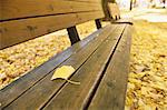 Fallen leaf on a bench in a city park in Autumn