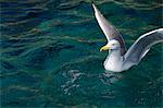 Portrait of seagull floating on sea with wings spread