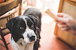 Portrait of dog staring at owners hand and dog biscuit