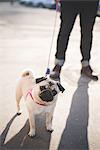 Young man walking dog on street