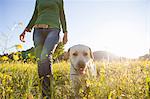 Low angle view of mature woman walking labrador retriever in sunlit wildflower meadow