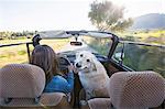 Mature woman and dog, in convertible car, rear view