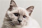 Portrait of face of Ragdoll cat, close-up