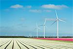 Rows of white and pink flower blooms and wind turbines, Zeewolde, Flevoland, Netherlands