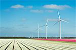 Rows of white and pink flower blooms and wind turbines, Zeewolde, Flevoland, Netherlands