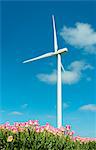 Field with pink tulip blooms and wind turbine, Zeewolde, Flevoland, Netherlands