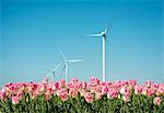 Field with pink tulip blooms and wind turbines, Zeewolde, Flevoland, Netherlands