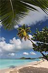 The branches of the palm trees create shade on the beach of Valley Church located on the West coast of Antigua, Leeward Islands, West Indies, Caribbean, Central America