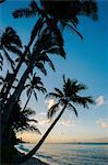 Silhouetted beach palms at sunset, Maui, Hawaii