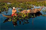 Camdodia, Siem Reap Province, Tonle Sap Lake, site classified Unesco biosphere in 1997, the Prek Toal village, Roen Thear picks up water hyacinths (Eichhornia crassipes) used to make furniture