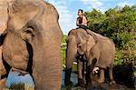 Camdodia, Ratanakiri Province, Pom O'Katieng village, O'Katieng stream, the mahout Chvin Ampeul gives his elephant a bath