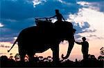 Camdodia, Ratanakiri Province, the Okatchang path, the mahouts lead the elephants back to their home