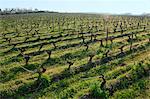 The vineyard at Vincent Roussely's, organic winemaker, Anger, Loire Valley, France, mandatory caption : Clos Roussely