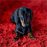 Dachshund on a red carpet