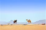 Morocco. Draa Valley. Tinfou. Camel camp. Camels.
