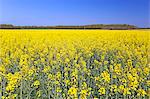 France,Seine et Marne. Rapeseed field.