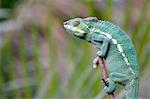 France,Paris. Vincennes. Zoo de Vincennes. Close up of a panther chameleon (Furcifer pardalis).