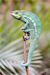 France,Paris. Vincennes. Zoo de Vincennes. Close up of a panther chameleon (Furcifer pardalis).