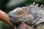 France,Paris. Vincennes. Zoo de Vincennes. Large greenhouse. Close up of a green iguana (Iguana iguana).