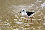 France,Paris. Vincennes. Zoo de Vincennes. Large aviary. Close up on a white bird stilt (Himantopus himantopus).