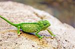 France,Paris. Vincennes. Zoo de Vincennes. Area Sahel Sudan. Close up of a common chameleon (Chamaeleo chamaeleon).