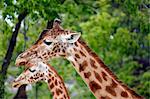 France,Paris. Vincennes. Zoo de Vincennes. Area Sahel Sudan. Giraffes.