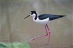 France. Paris 12th district. Wood of Vincennes. Zoo of Paris (formerly called Zoo of Vincennes). American stilt in the tropical greenhouse