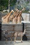 France. Paris 12th district. Wood of Vincennes. Zoo of Paris (formerly called Zoo of Vincennes). Giraffes and female antelopes Big Koodoo