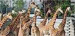 France. Paris 12th district. Wood of Vincennes. Zoo of Paris (formerly called Zoo of Vincennes). Giraffes