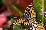 France, Butterfly, Painted lady, Vanessa Cardui, Close up