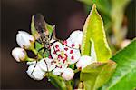 France, Fly, Empis tessellata, close up