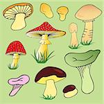 Various mushroom collection 02 - vector illustration.