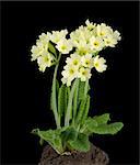 Oxlip, Primula elatior on black background with earth. A species of flowering plant in the family Primulaceae.