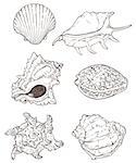 Set of vector hand drawn sea shells