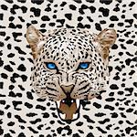 leopard print pattern. Abstract leopard pattern vector