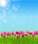 Floral background with Tulips Vector Illustration EPS10