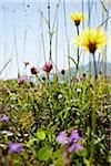 Flower Field in Summer, Strobl, Salzburger Land, Austria