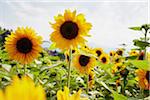 Field of Sunflowers in Summer, Carinthia, Austria