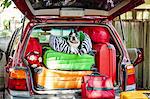 Dog sits atop luggage piled into a packed car