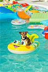 Dog floats in a pool ring in a pool