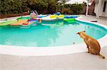 Dog sits and looks at a pool full of toys