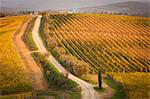 High angle view of a dirt road through a Tuscan vineyard.