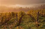 Morning light over the vines in a Tuscan vineyard in autumn.