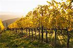 Sunrise over a Tuscan vineyard in autumn.